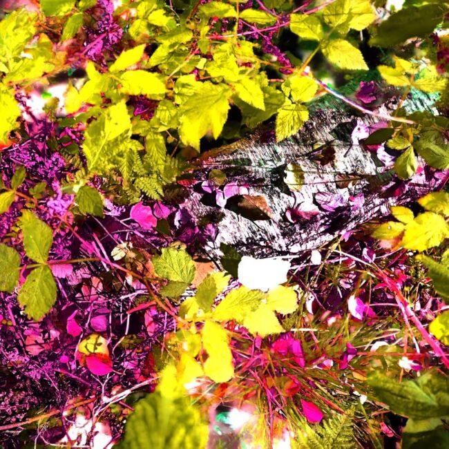 terra0 – Autonomous Forest #155